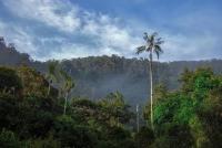 Banco de Hábitat, Bosque de Niebla - El Globo
